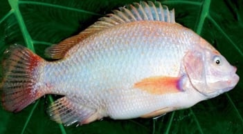Gặp 6 loại cá này ở chợ phải mua ngay: Cá tự nhiên giá rẻ, bổ hơn cả tổ yến nhân sâm