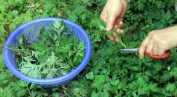 Ngải cứu không chỉ là rau mà còn là thuốc: 4 cách dùng ngải cứu tốt cho sức khỏe