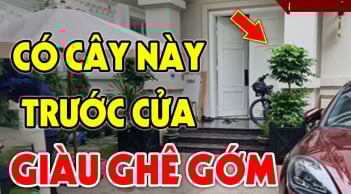 5 cây trồng vào nhà nào nhà đấy không giàu cũng No Nê Lộc, là cây gì?