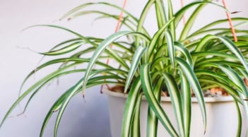 7 loại cây cảnh phong thủy để trong phòng ngủ giúp bạn có giấc ngủ ngon hơn