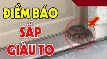 3 con vật này vào nhà ai cũng sợ: Điềm báo Trúng Số Phát Tài, đừng dại đuổi đi