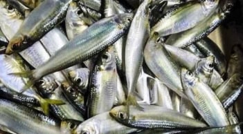 7 loại cá cực bổ ngang nhân sâm, tổ yến – giá rẻ bất ngờ, gặp ở chợ phải mua ngay