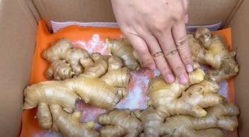 Mẹo bảo quản gừng cực đơn giản, để cả năm vẫn tươi, không khô hỏng không thối