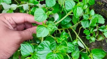 Nghề lạ: Trồng cây mọc trên hàng rào, 45 ngày thu về tiền triệu