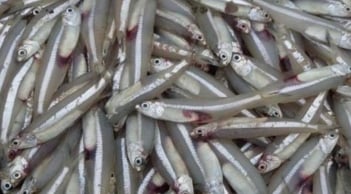 7 loại cá nên mua ngay khi đi chợ: Bổ như nhân sâm, sạch không tăng trọng, giá lại rẻ giật mình