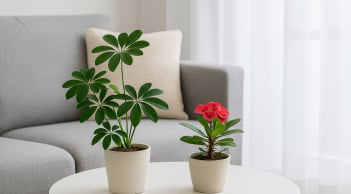 Đặt đúng 4 loại cây phong thủy này trong phòng khách, tiền tài kéo về ào ào không kịp đếm