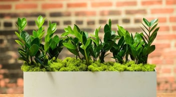 Trồng cây kim tiền: 3 đại kỵ nên tránh để cây luôn xanh tốt, chiêu tài, vượng khí quanh năm