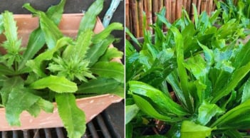 Mẹo trồng rau mùi tàu (ngò gai) lá to, xanh mướt, tha hồ có rau ăn quanh năm