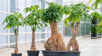 Có 2 loại cây hợp cả 5 mệnh, trồng trước nhà ‘ăn tiền thiên hạ’, hút lộc cực đỉnh