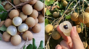 Nhãn thơm ngọt nhưng có 4 nhóm người không nên ăn, thích mấy cũng phải tránh