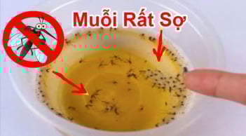 Muỗi sợ nhất bát 'nước' này, đặt trong nhà muỗi cả đàn cũng rủ nhau đi hết