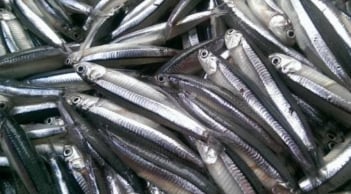 7 loại cá nên mua ngay khi đi chợ: bổ hơn cả nhân sâm, sạch không hóa chất, giá cực rẻ