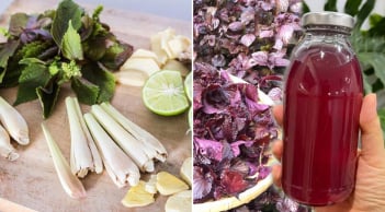Nấu nước lá tía tô thêm chanh, gừng, sả: Cơ thể nhận được 6 lợi ích tuyệt vời, ai cũng cần
