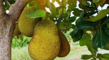 Vì sao không nên trồng cây mít trước nhà? Tổ tiên dặn kỹ, người kinh doanh càng phải tránh!