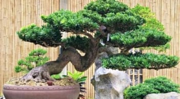 5 loại cây người nghèo chê nhưng người giàu lại thích rước về, chẳng trách càng trồng càng giàu