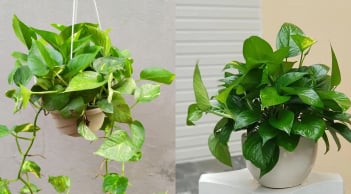 Loại cây được mệnh danh là máy lọc không khí, hút sạch 80% khí độc mỗi ngày