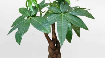 6 loại cây cảnh may mắn, tài lộc và thịnh vượng cho người mệnh Mộc