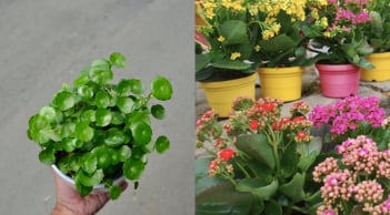 6 loại cây phong thủy trồng trong nhà, tài lộc ùn ùn kéo tới