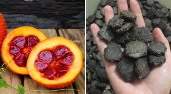 Các bài thuốc quý từ hạt gấc