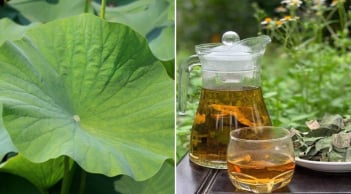 Lấy lá sen đun nước uống, cơ thể nhận được 4 lợi ích tuyệt vời