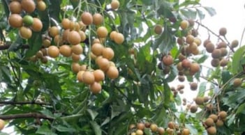 Loại quả vàng óng gây sốt mùa hè: Vừa ngon ngọt giá rẻ, vừa là vị thuốc quý dân gian ít ai ngờ tới