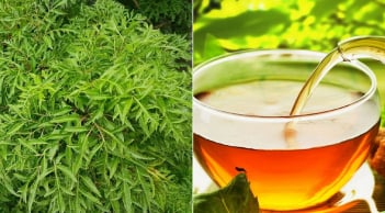 Lấy lá đinh lăng đun nước uống, cơ thể nhận được lợi ích gì?