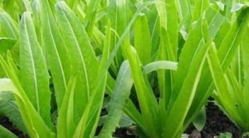 Loại rau giàu canxi gấp đôi sữa, ăn sống hay nấu chín đều bổ xương chắc khỏe