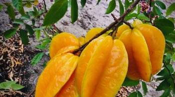 Người xưa nói trồng cây khế trước nhà gia đình khỏe mạnh may mắn, nhất là người tuổi này rất hợp cây khế