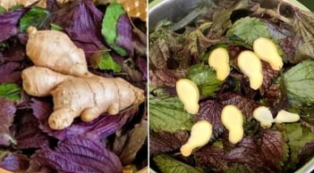 Uống nước lá tía tô nấu với gừng tốt hơn vạn thuốc bổ, cơ thể nhận được lợi ích tuyệt vời này