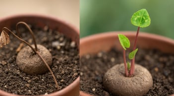 Bật cười với 4 loài cây ‘giả chết’ mùa nắng: Tưởng đã héo khô, ai ngờ chỉ đang ‘ngủ hè’