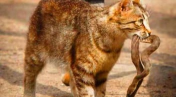 Mèo nhà rất lành nhưng gặp rắn là 'không tha', lý do là gì?
