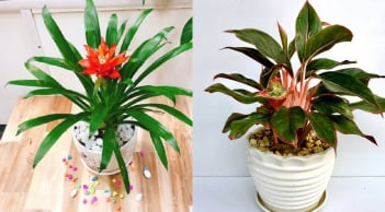 5 loại hoa trồng trong nhà, vừa hút tài lộc lại vượng khí cho gia đạo, nghèo đến mấy cũng nên có 1 chậu