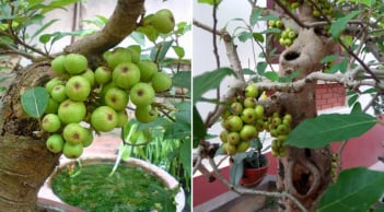 Gia chủ tuổi này trồng cây sung trong nhà như 'hổ mọc thêm cánh', lộc đến ào ào, tiền vào như nước