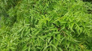 Tổ tiên khuyên: Liệu có nên trồng cây đinh lăng trước nhà?