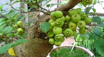 Cây sung trồng trước cổng hay sau nhà mới hút tài lộc? Gia chủ nào cũng nên biết điều này