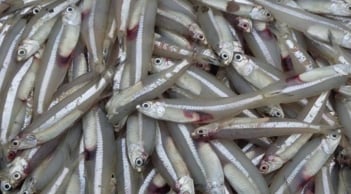 Gặp 7 loại cá này ở chợ hãy mua ngay: Dưỡng chất như nhân sâm, giá rẻ bất ngờ!