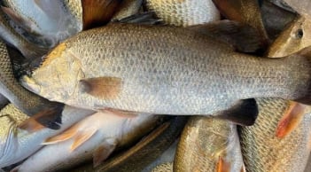 Loại cá tốt hơn cá hồi, ngọt thịt, ít xương, giàu omega-3: Gặp được là phải mua ngay