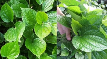 Lá Lốt: Nhiều công cụng tốt cho sức khỏe nhưng không phải ai cũng nên dùng