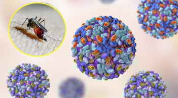 WHO cảnh báo nguy cơ bùng phát dịch do một loại virus, 5,6 tỷ người đứng trước mối nguy hiểm nhiễm bệnh