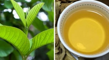 Loại lá dân dã nhà nào cũng có, có rất nhiều tác dụng tốt mà không phải ai cũng biết hết