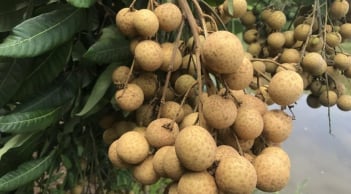6 nhóm người không nên ăn nhãn