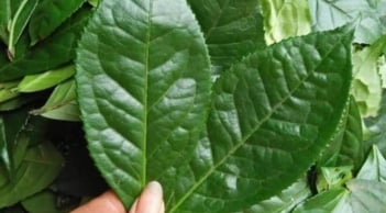 Đi chợ gặp 5 loại lá này nhớ mua ngay – Rẻ bèo nhưng giúp giải độc, làm sạch phổi hiệu quả không ngờ