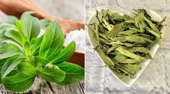 Loại lá ngọt hơn đường 400 lần nhưng không chứa calo, giúp hạ đường huyết