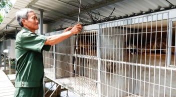 Nuôi chồn hương – Bước ngoặt làm giàu của lão nông Vĩnh Long bất chấp vợ phản đối