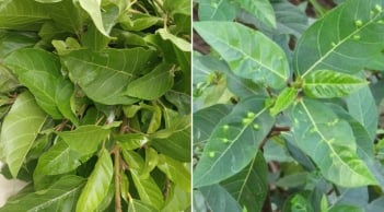 Việt Nam có 1 loại lá ăn tươi hay phơi khô đun nước uống đều tốt, giúp dưỡng gan, hạ đường huyết
