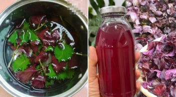 Uống nước lá tía tô không tốt cho 6 nhóm người này