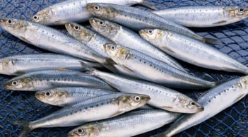 5 loại cá béo giàu omega-3 giúp giảm mỡ nội tạng, ăn đều đặn tốt cho tim mạch và vóc dáng