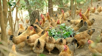 Cặp vợ chồng không thể ly hôn vì tranh chấp... 53 con gà, con vịt