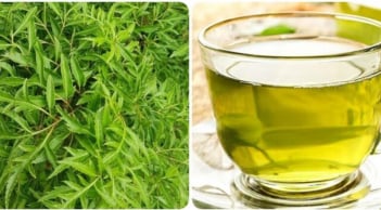 Uống nước lá đinh lăng hàng ngày có tốt không?