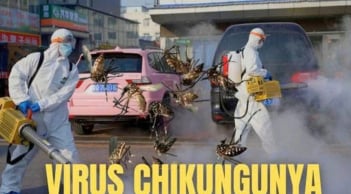 Chikungunya - Dịch bệnh WHO cảnh báo đang lan rộng toàn cầu nguy hiểm như thế nào?